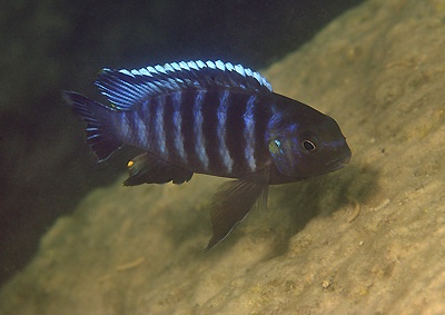 Tropheops sp. 'higga' Ngkuyo Island